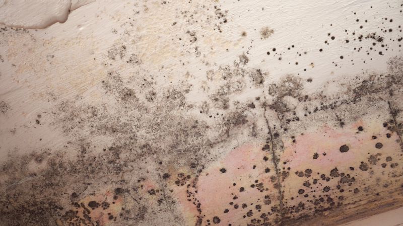 Attic Mold Remediation in Boca Raton, FL