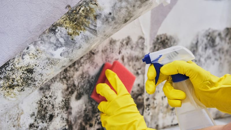 Mold Removal in Fort Lauderdale, FL